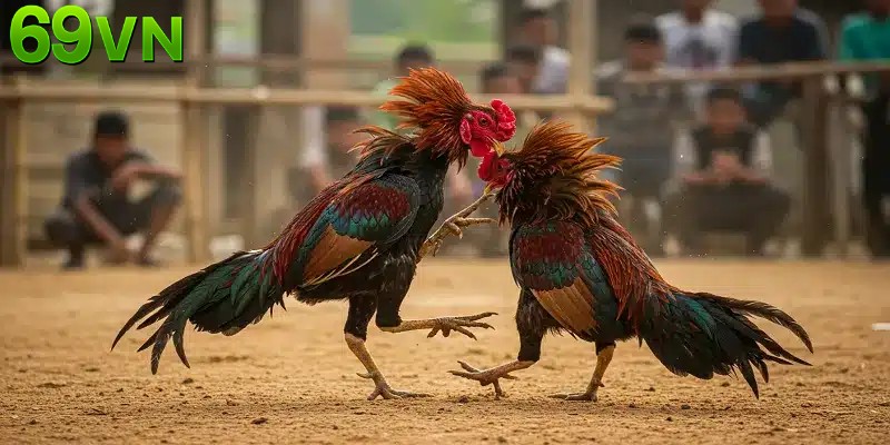 Đá gà 69VN cung cấp những trận cược chiến kê hấp dẫn