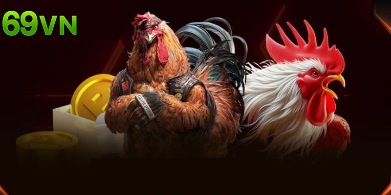 Đá gà cựa dao là loại hình hấp dẫn